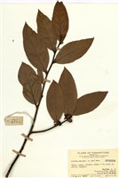 藏品(絨毛山胡椒)的圖片